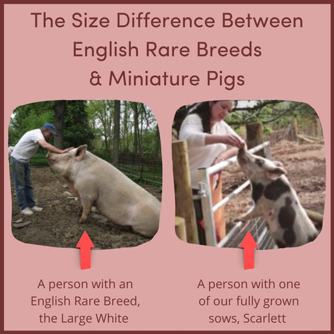 Size Difference between Rare Breed & Miniature Pig
