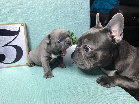 French Bulldog Puppies for Sale | Sterling Frenchies ...