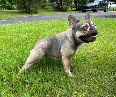 Juniper | Chocolate Sable French Bulldog – Sterling Frenchies