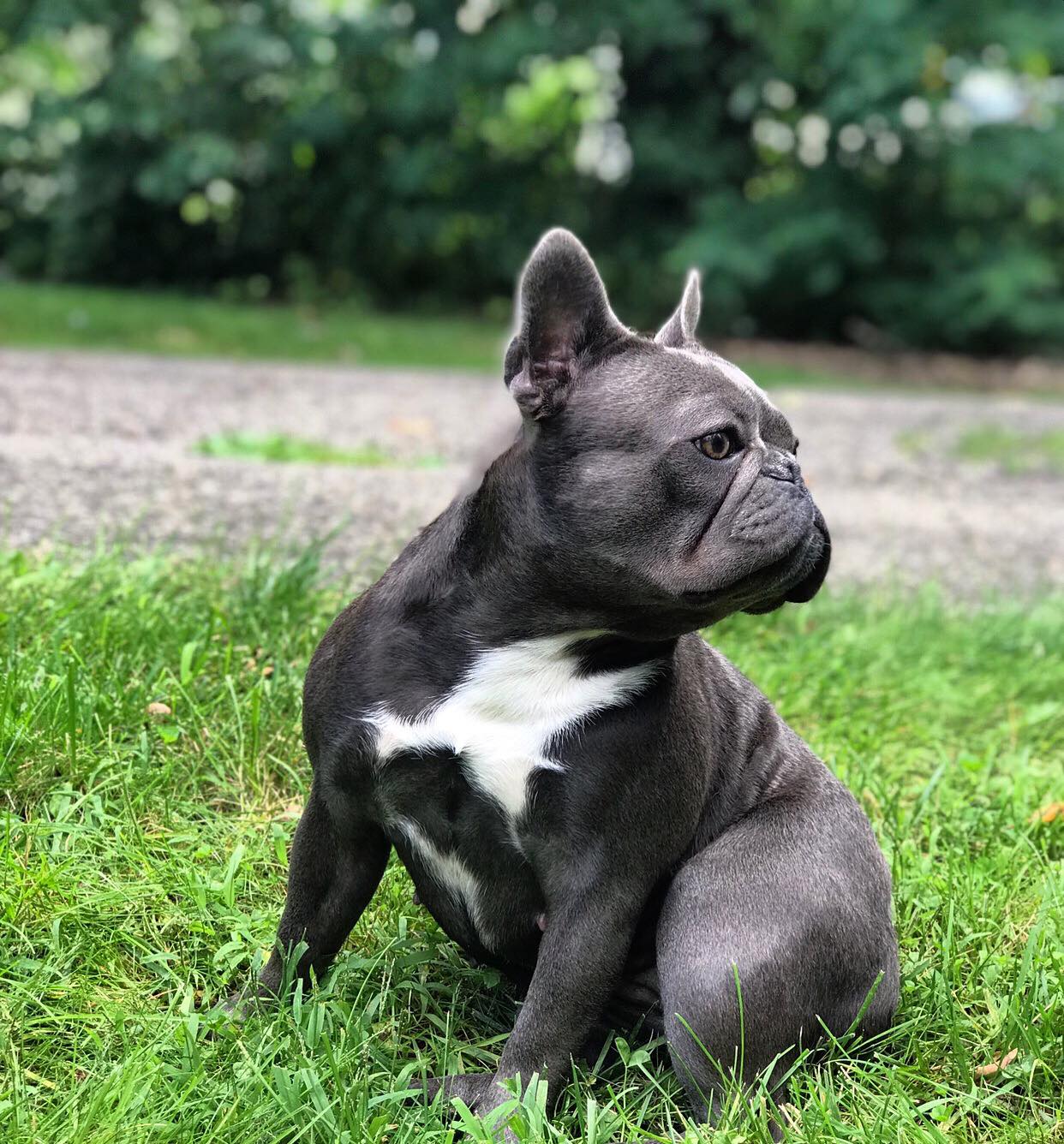 Clare | Blue Female French Bulldog – Sterling Frenchies