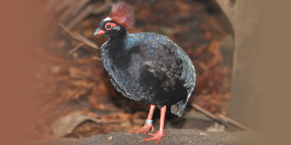 partridge - London Zoo