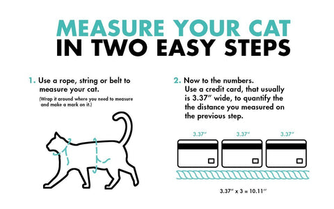 how to measure your cat