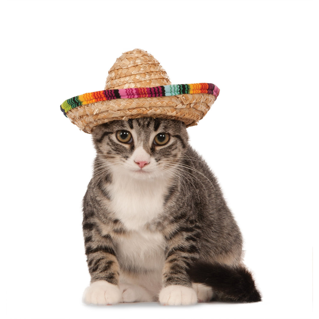 Cat Hat – Boujeecat