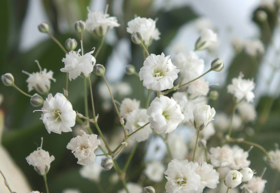 Baby’s Breath flowers