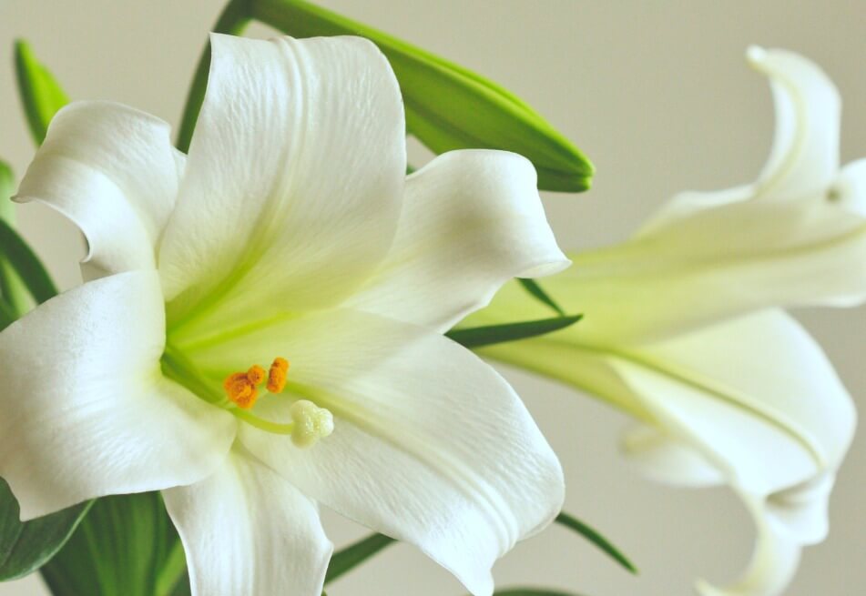 Close photo of white Lilies Stargazer