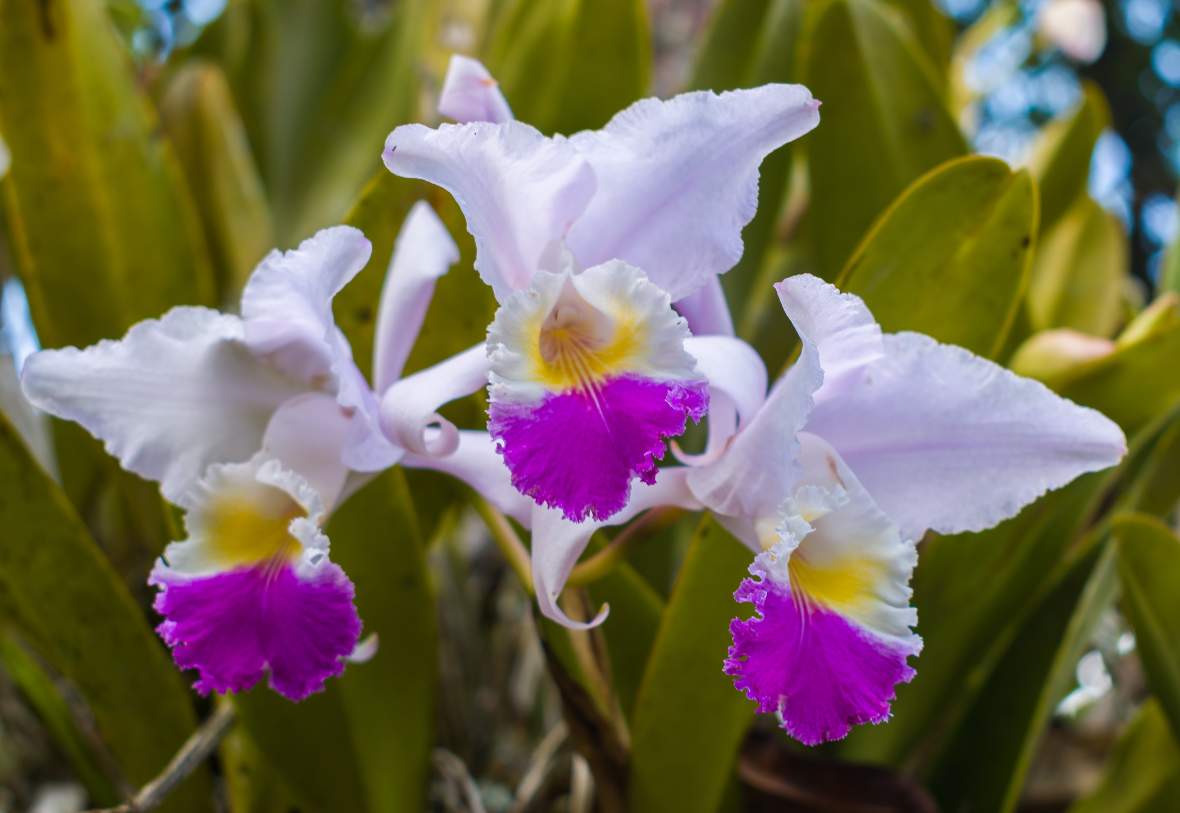 Colombian orchids