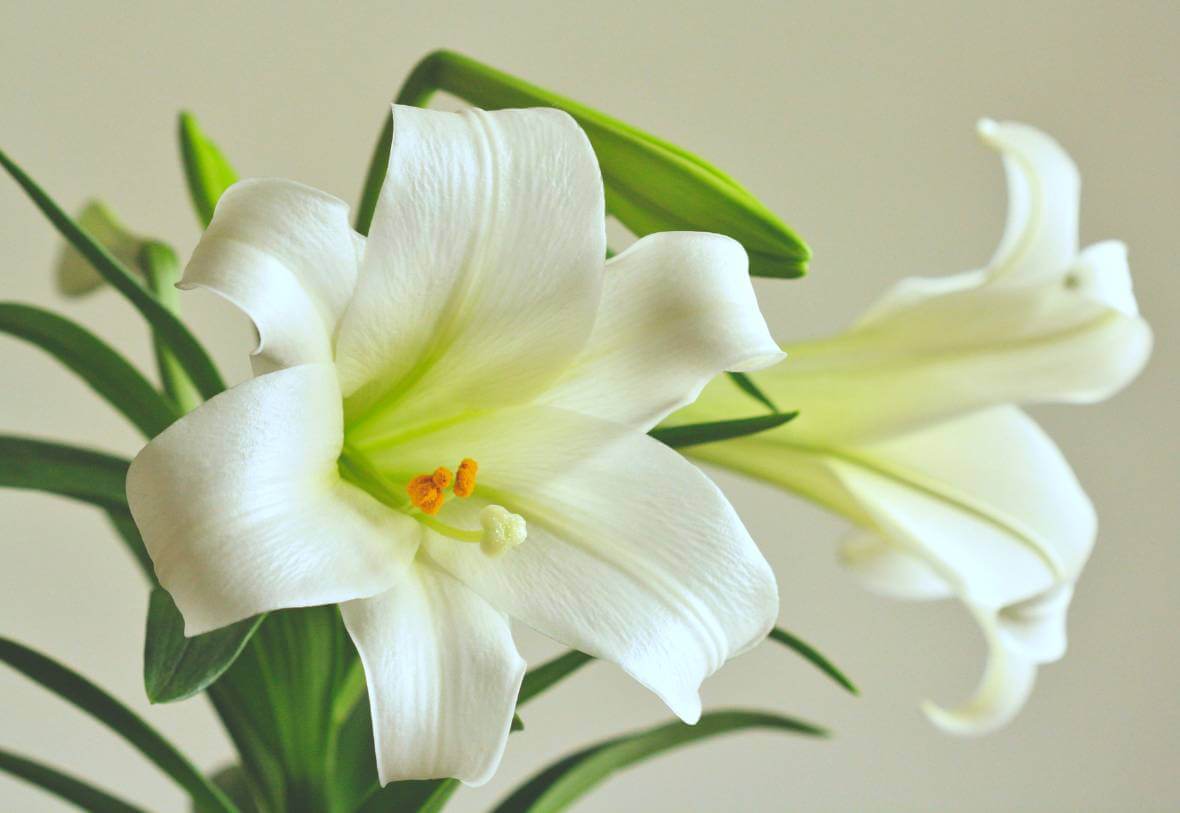 Easter lily flower