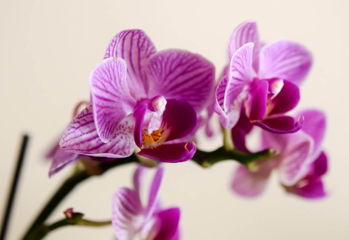 Pink Orchids close photography