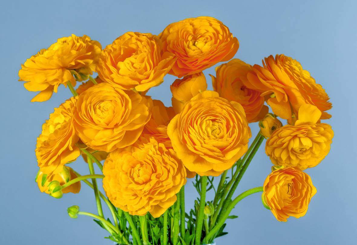 Orange ranunculus bouquet