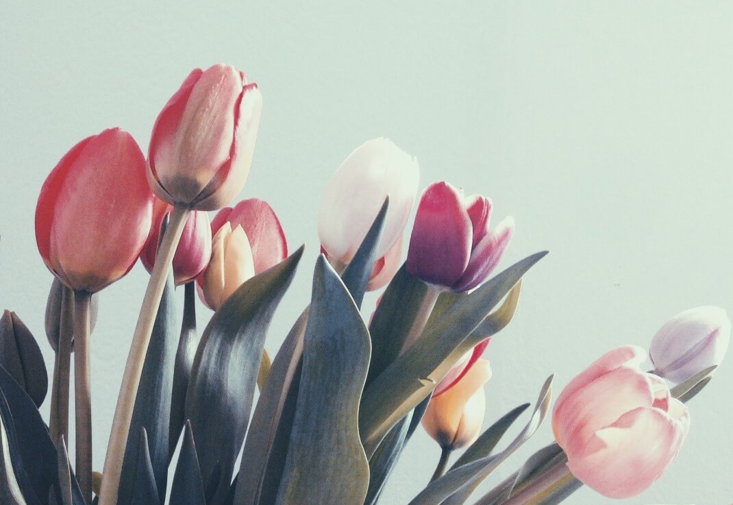 Pink and white Tulips