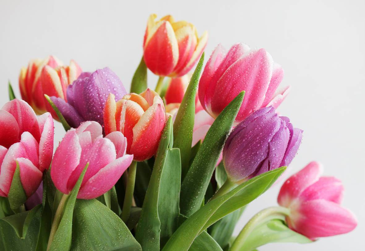 Pink, purple and orange tulips flowers