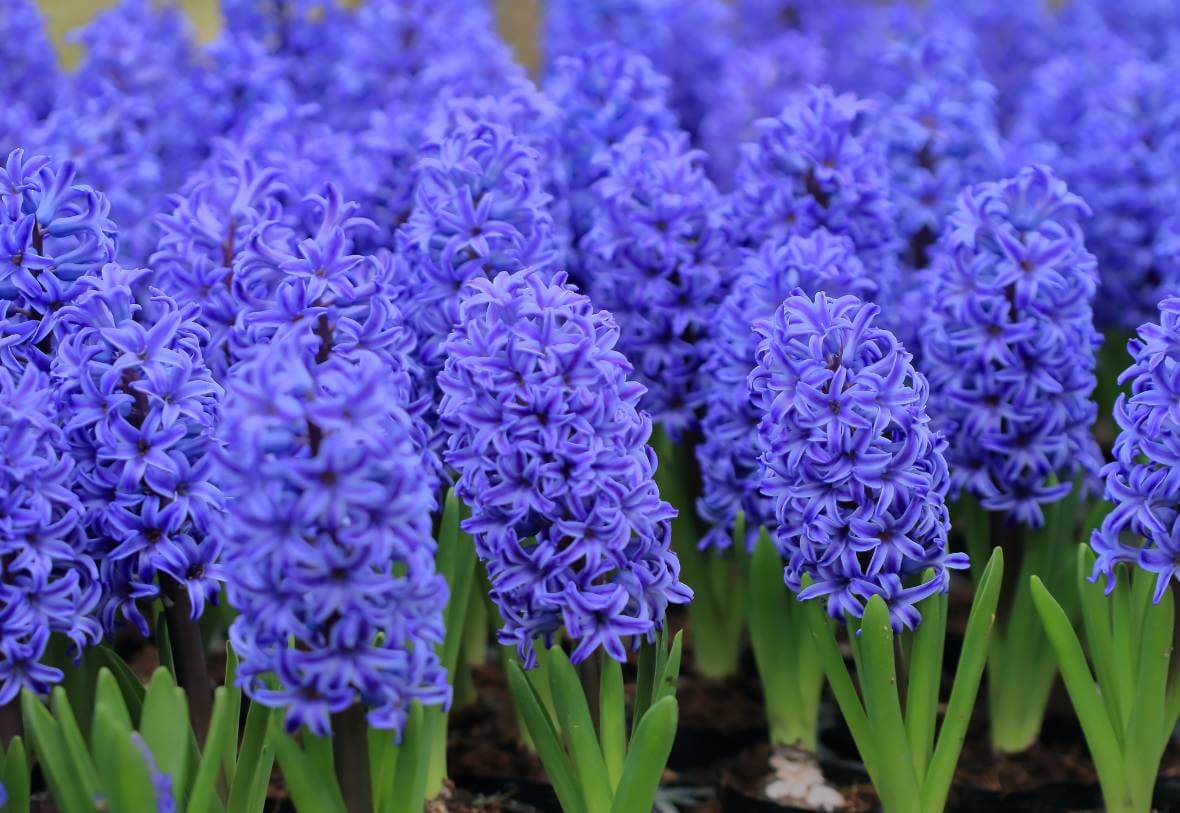 Purple Hyacinth flower