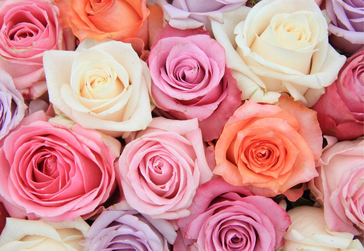 Roses of different colors