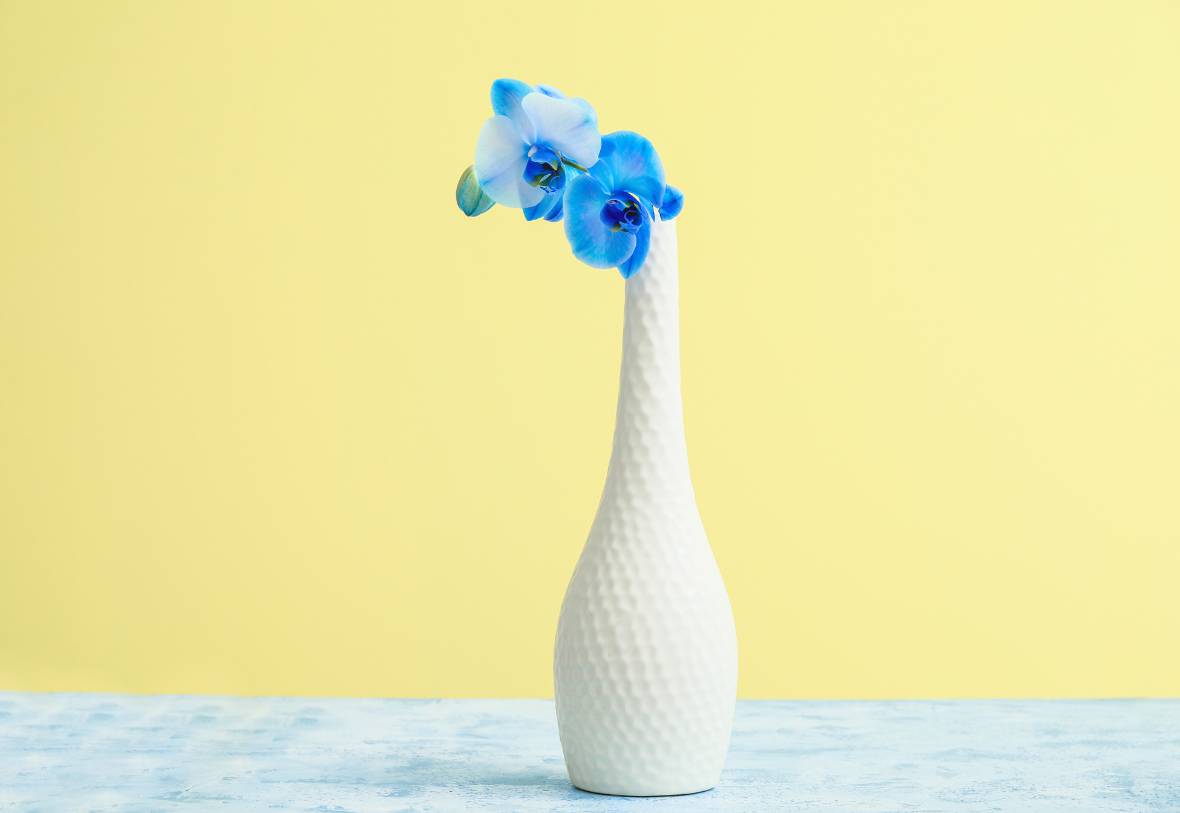 blue orchid in vase