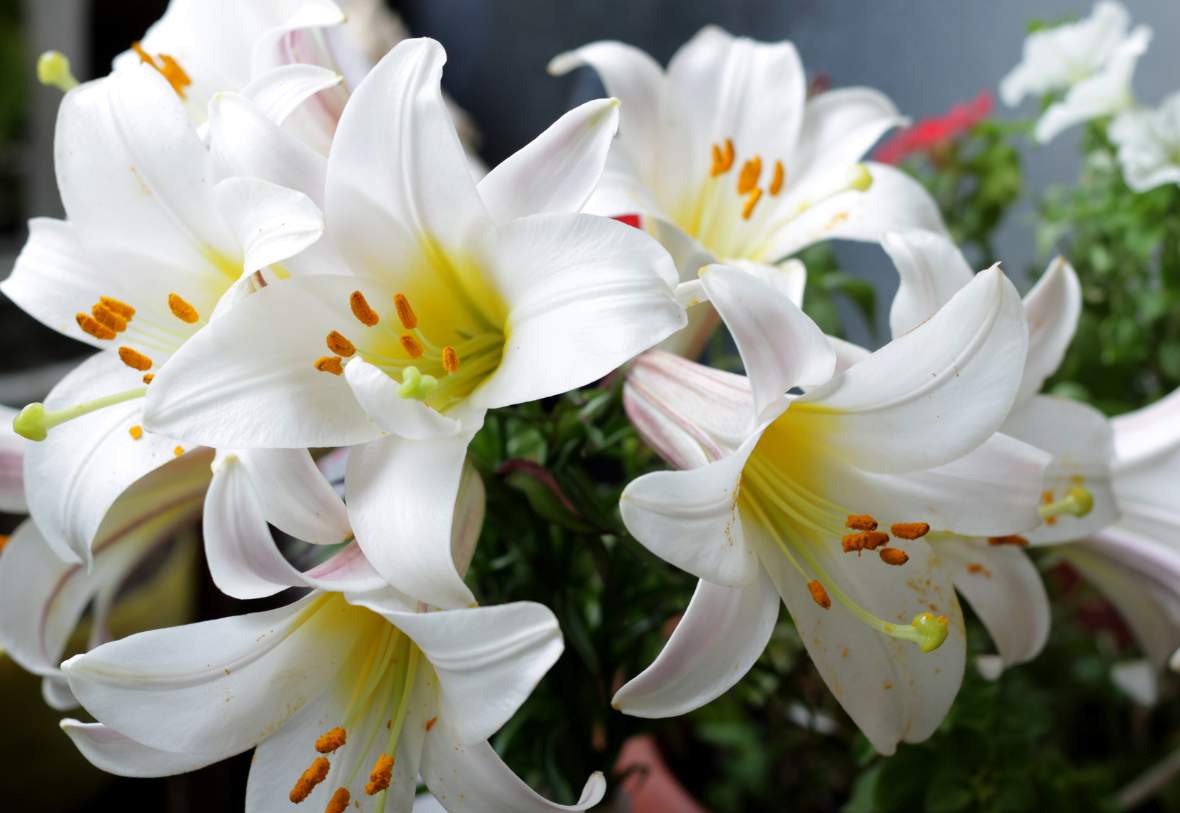 bouquet of white lilies