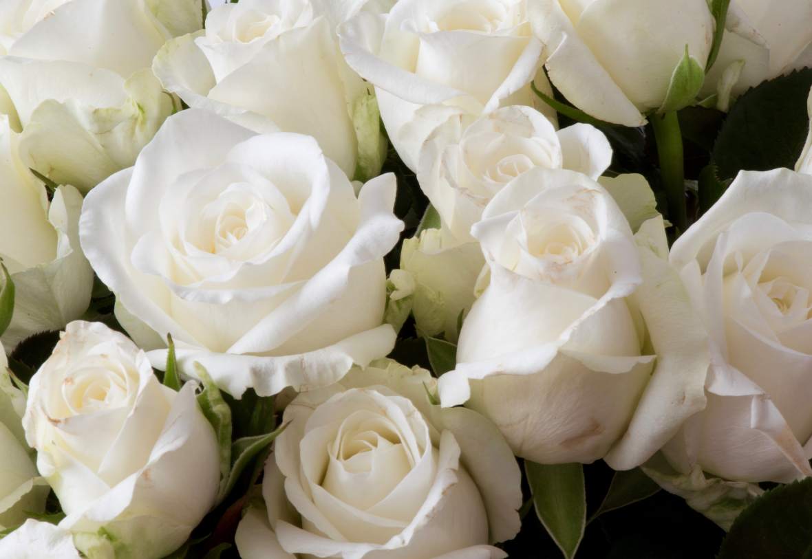 bouquet of white roses