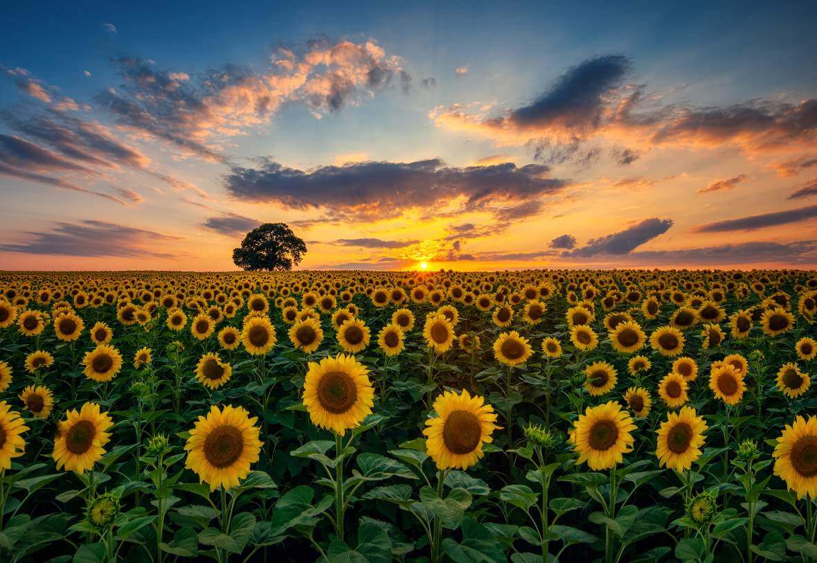 sunflower field in colombia