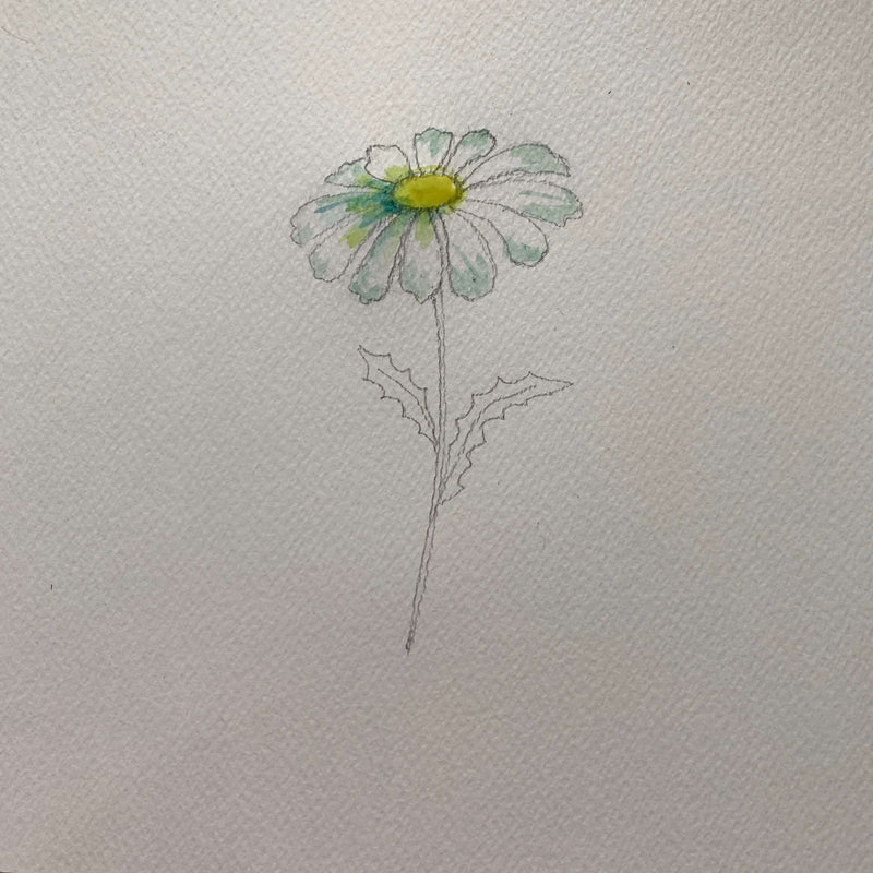 how to draw a daisy -realistic daisy drawing-daisy drawing easy-how to draw a daisy flower-daisy drawing-simple daisy drawing-daisy sketch