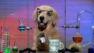 science dog