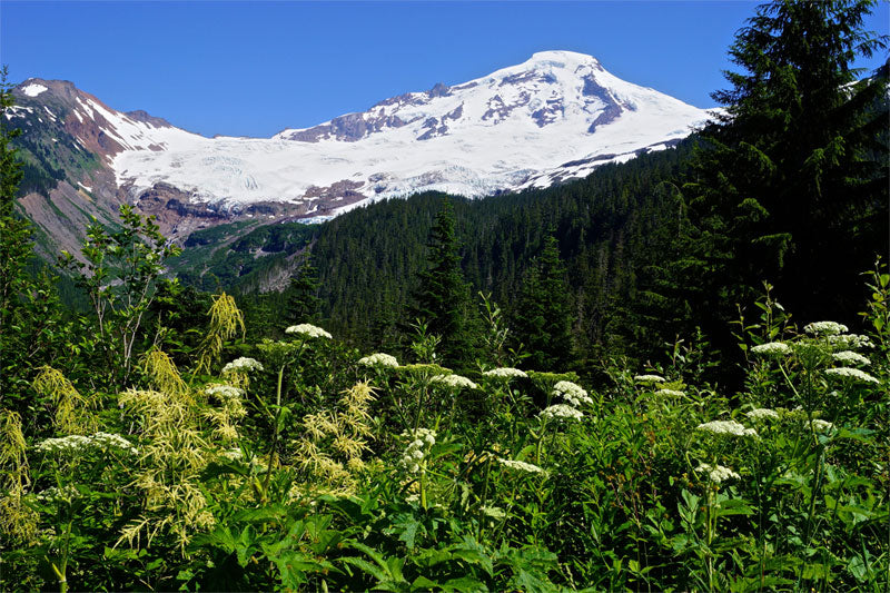 A photo of Mount Baker in Washington - Purely Northwest