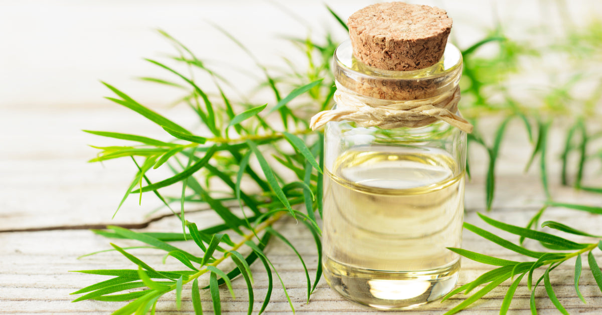 Tea Tree oil uses and plant