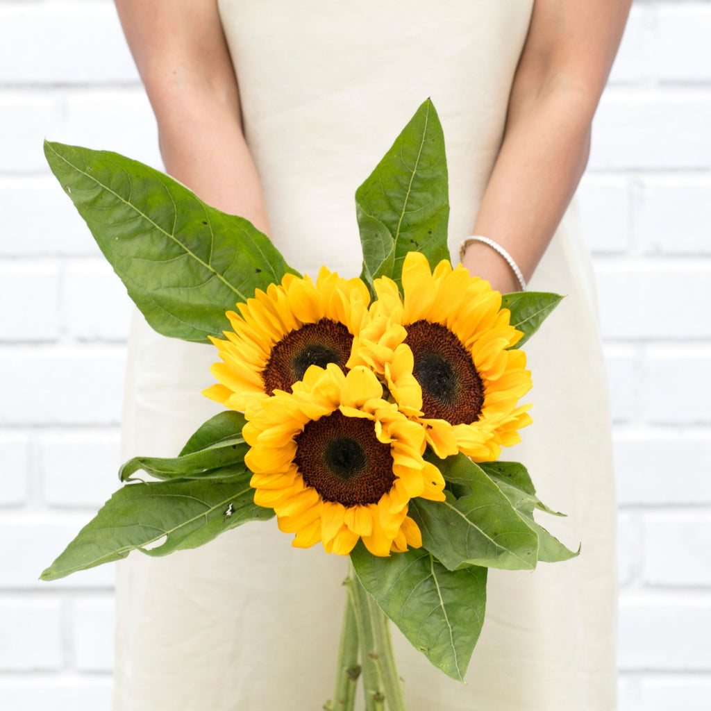 Order Fresh Sunflowers Online - Free Delivery In Bangalore – The Flora