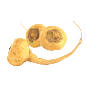 A freshly picked golden maca root. One of the ingredients used in Smoov's golden blend.