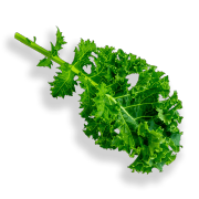 A single bright fresh leaf of kale. It is one of the ingredients used in the green blend by Smoov. 