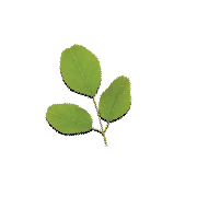 A three-leaf piece of moringa. It is one of the ingredients used in the green blend by Smoov.