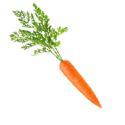 A bright orange carrot with green stem and leaf. One of the ingredients used in Smoov's golden blend.