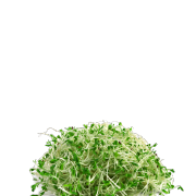 Picture of bright green fresh alfalfa sprouts. It is one of the ingredients used in the green blend by Smoov.