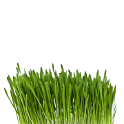 A bunch of fresh green oat grass. It is one of the ingredients used in the green blend by Smoov.