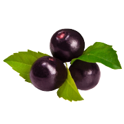 Group of fresh round dark purple maqui berries. One of the ingredients used in Smoov's berry exotic blend.