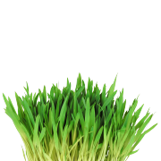 A bright vibrant green bunch of fresh barley grass It is one of the ingredients used in the green blend by Smoov. 