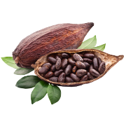 A cacao pod with it's insides exposed to show raw cacao beans. One of the ingredients in Smoov's euphoric blend.