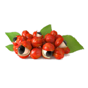Guarana seeds with their bright red shell split open to show their black seed encased by a white aril. It is one of the ingredient in Smoov's fueld blend.