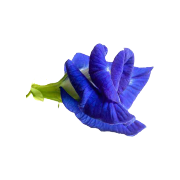 A single vibrant butterfly pea flower. It is one of the ingredients used in the wave blend by Smoov.