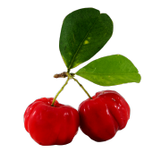 A pair of fresh bright red acerola cherries. One of the ingredients used in Smoov's blush blend.