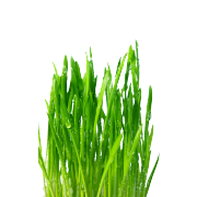 A vibrant green bunch of fresh wheat grass. It is one of the ingredients used in the green blend by Smoov.