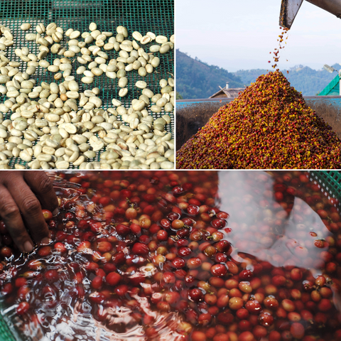 Coffee processing methods in India