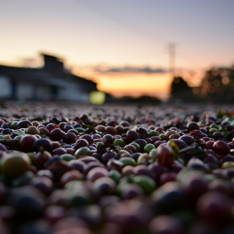 Coffee tourism in Indiar