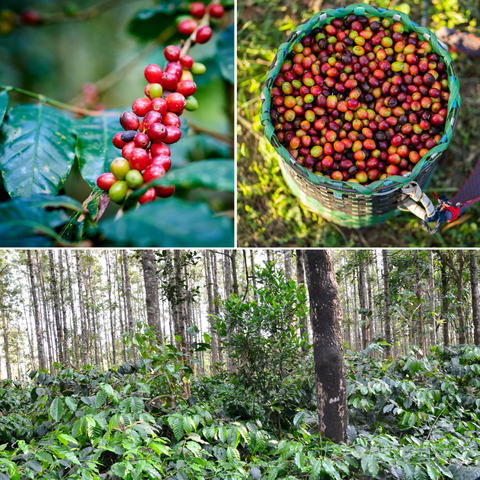 The history of coffee cultivation in India