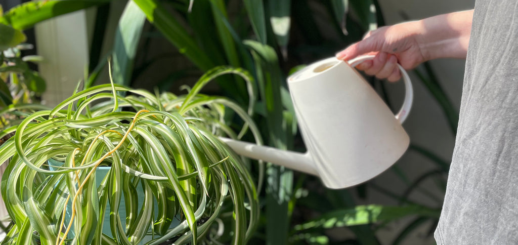 Watering plants at the store