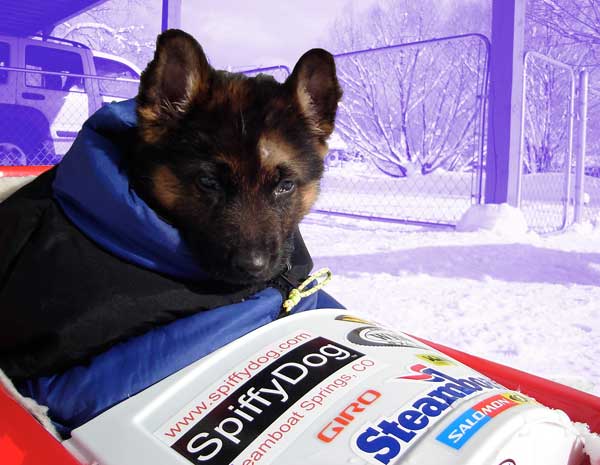 Puppy keeping warm decorations