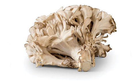 Maitake mushroom (Grifola frondosa)