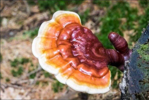 Reishi mushroom (Ganoderma lingzhi)