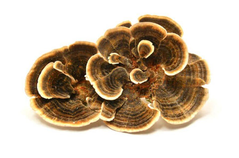 Turkey tail mushroom (Trametes versicolor)