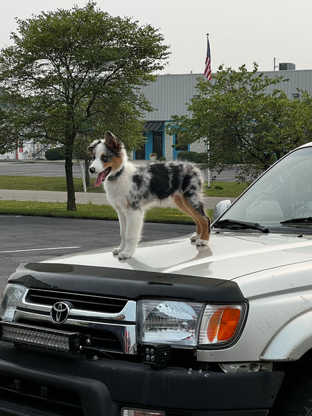 A dog named whipple standing on a 4runner