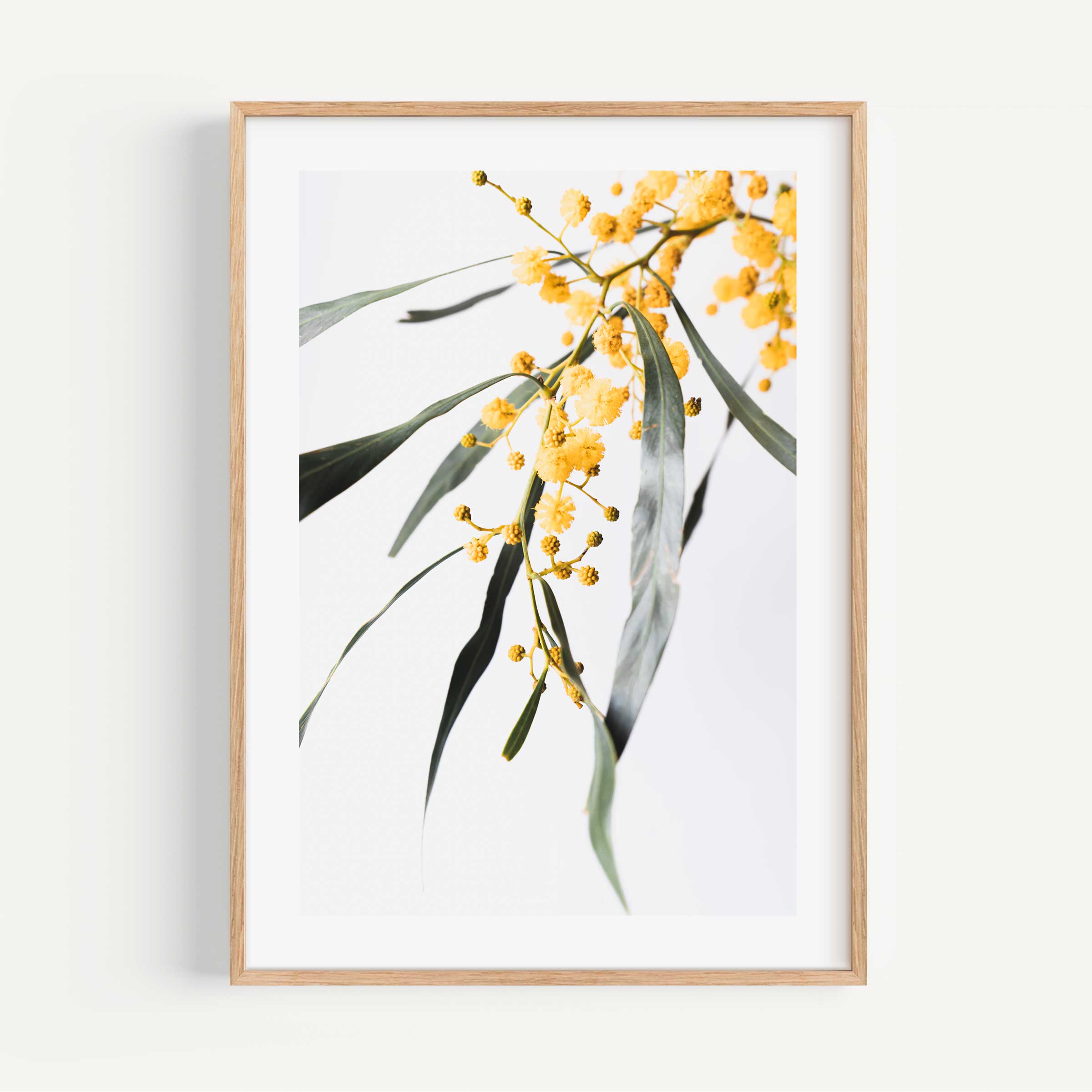 Buy Golden Wattle Flower Botanical Art Print or Poster – Oblongshop