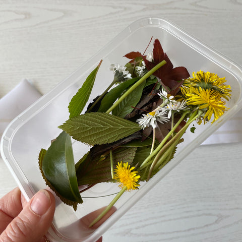 leaves and dandelions